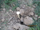 photo thumbnail #12