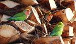 photo thumbnail #3