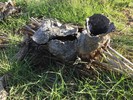 photo thumbnail #8