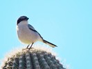 photo thumbnail #13