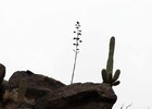 photo thumbnail #10