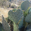 photo thumbnail #9