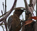 photo thumbnail #4