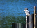 photo thumbnail #1