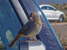 photo thumbnail #2