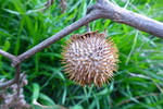photo thumbnail #14