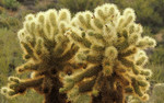 photo thumbnail #14