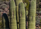 photo thumbnail #13