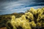 photo thumbnail #3