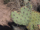 photo thumbnail #10