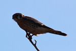 photo thumbnail #14
