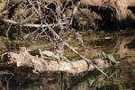 photo thumbnail #15