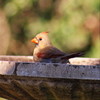 photo thumbnail #3