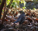 photo thumbnail #4