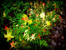 photo thumbnail #6