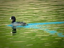 photo thumbnail #10
