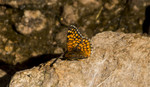 photo thumbnail #15