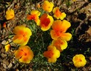 photo thumbnail #9