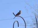 photo thumbnail #10