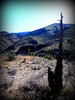 photo thumbnail #2