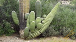 photo thumbnail #11