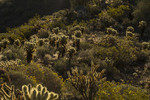 photo thumbnail #6