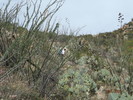 photo thumbnail #14