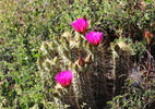 photo thumbnail #12