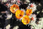 photo thumbnail #2