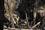 photo thumbnail #6