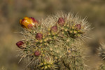 photo thumbnail #4