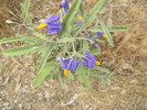 photo thumbnail #5