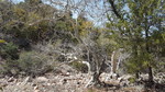 photo thumbnail #12