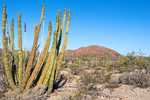 photo thumbnail #3
