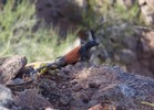 photo thumbnail #5