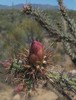 photo thumbnail #2