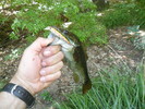 photo thumbnail #2