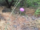 photo thumbnail #15