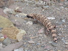 photo thumbnail #13