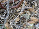 photo thumbnail #14
