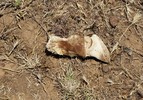 photo thumbnail #9