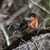 photo thumbnail #7