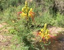photo thumbnail #15