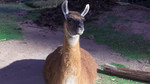 photo thumbnail #2