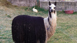 photo thumbnail #7