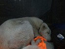 photo thumbnail #8