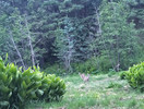photo thumbnail #10