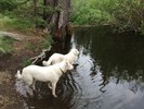 photo thumbnail #6