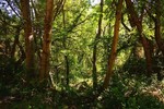 photo thumbnail #8