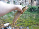 photo thumbnail #12